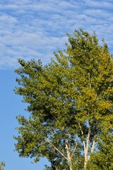 Obraz premium poplar tree with green and yellow leaves on blue sky background