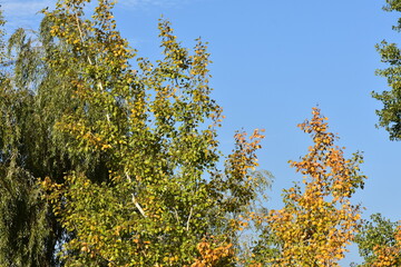 poplar tree in autumn