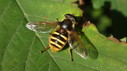Bog hover fly (Sericomyia silentis), female sitting on a green leaf