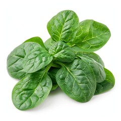 Fototapeta premium Fresh Spinach Leaves on White Background