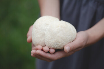 Lion's mane - Hericium erinaceus, medicinal mushroom on human hands.