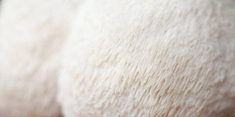 Lion's mane - Hericium erinaceus, medicinal mushroom used to support memory and brain cognitive functions. © JoannaTkaczuk