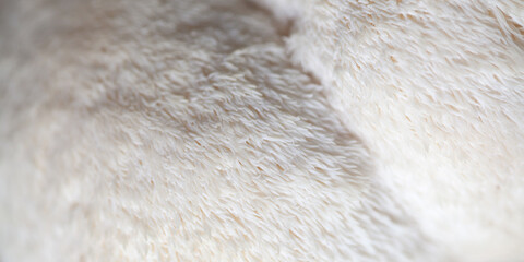 Lion's mane - Hericium erinaceus, medicinal mushroom used to support memory and brain cognitive functions. © JoannaTkaczuk