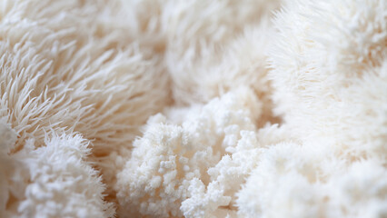 Lion's mane - Hericium erinaceus, medicinal mushroom used to support memory and brain cognitive functions.