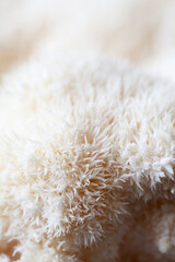 Lion's mane - Hericium erinaceus, medicinal mushroom used to support memory and brain cognitive functions. © JoannaTkaczuk