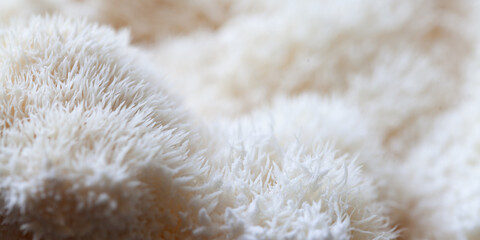 Lion's mane - Hericium erinaceus, medicinal mushroom used to support memory and brain cognitive functions. © JoannaTkaczuk