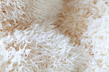 Lion's mane - Hericium erinaceus, medicinal mushroom used to support memory and brain cognitive functions.