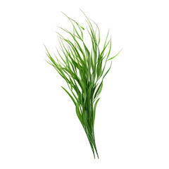 Fototapeta premium dill isolated on white background