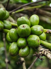 green coffee on tree