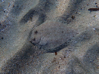 Wide-eyed flounder (Bothus podas) undersea, Aegean Sea, Greece, Syros island, Azolimnos beach