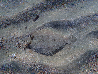 Wide-eyed flounder (Bothus podas) undersea, Aegean Sea, Greece, Syros island, Azolimnos beach