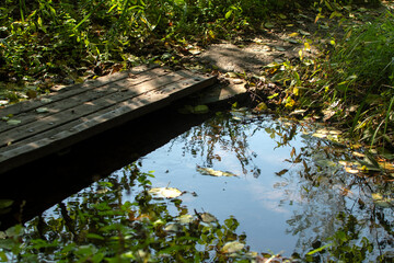 Stream in the forest with fallen autumn leaves