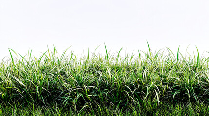 Obraz premium Green grass growing against white background
