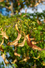 American honey locust (Gleditsia triacanthos)