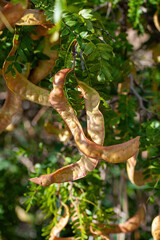American honey locust (Gleditsia triacanthos)