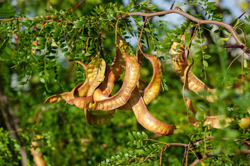American honey locust (Gleditsia triacanthos)