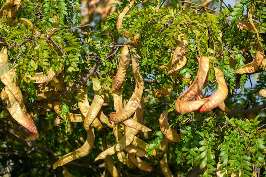 American honey locust (Gleditsia triacanthos)