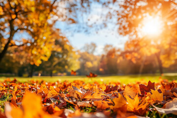 Orange fall leaves in park, autumn natural background..