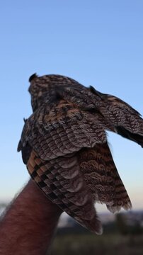 owl holding in hand vertical video