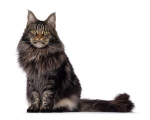 Obraz premium Majestic black tabby Maine Coon cat sitting up side ways. Looking towards camera with greenish eyes. Isolated on a white background.