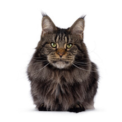 Majestic black tabby Maine Coon cat laying down facing front. Looking towards camera with greenish eyes. Isolated on a white background.