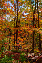 Magnificent autumn landscapes in the Canadian countryside in the province of Quebec