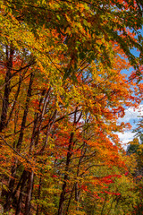 Magnificent autumn landscapes in the Canadian countryside in the province of Quebec