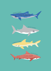 FUN COLORFUL SHARKS