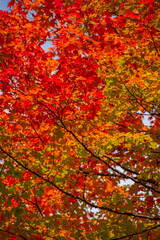 Magnificent autumn landscapes in the Canadian countryside in the province of Quebec