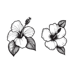 line art of  hibiscus, Hibiscus flower black color illustration .Hibiscus Flower. Vector illustration