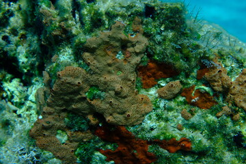 Crater sponge or honeycomb sponge (Hemimycale columella) and red encrusting sponge (Crambe crambe) undersea, Aegean Sea, Greece, Syros island, Azolimnos beach