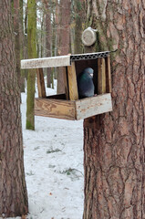 A pigeon bird in a winter home-made bird feeder hanging on a tree in a city park. Caring for birds
