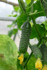 Green cucumber growing in greenhouse with yellow flower