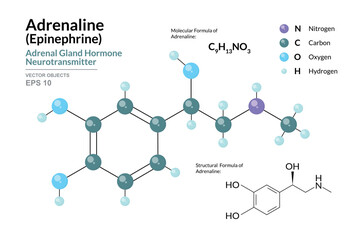 Adrenaline. Epinephrine. Structural Chemical Formula and 3d Model of Molecule. C9H13NO3. Atoms with Color Coding. Vector Illustration for educational materials, scientific articles, and presentations