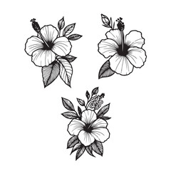 line art of hibiscus, Hibiscus flower black color illustration .Hibiscus Flower. Vector illustration