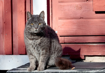 Gray domestic cat  sitting on a doorstep