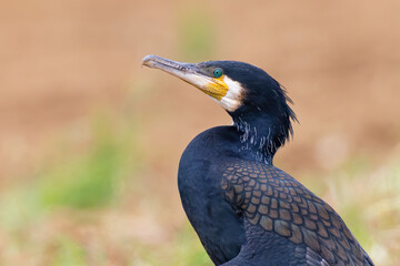 Great Cormorant (Phalacrocorax carbo), adult portrait, Baden-Wuerttemberg, Germany