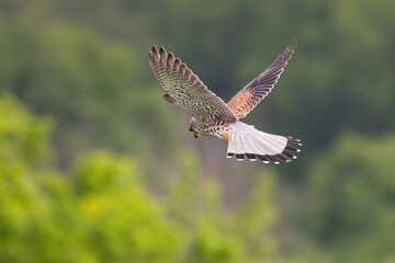 Common Kestrel (Falco tinnunculus) male flying close-up, Baden-Wuerttemberg, Germany