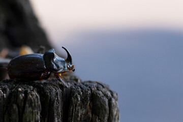 stag beetle on a tree © Bohovin Zhanna