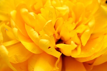 yellow flower macro