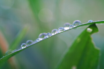 雨上がりの叢