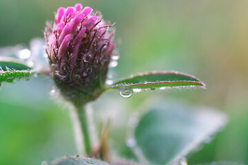 雨上がりのクローバー