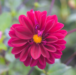 Beautiful close-up of a red dahlia