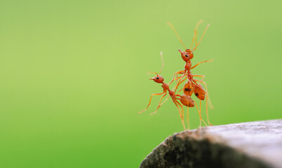 Closeup of three red ants clinging to each other on the edge of a log in a green background.