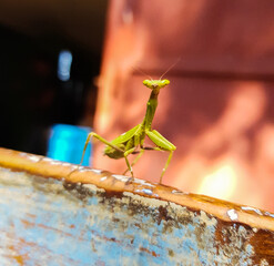 Campo, Province of San Luis, Argentina. Mantis