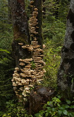Bracket fungi on a dead tree in Leutascher Geistesklamm at Mittenwald, Tyrol, Austria, Europe
