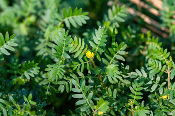 Macro image of Tribulus terrestris plant with flower