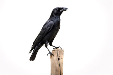 Fototapeta premium isolated crow on timber with white background.