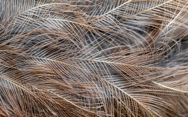 gray and brown feathers with visible texture