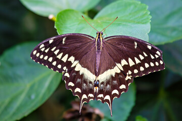 Eastern Black Swallowtail Butterfly (Papilio polyxenes) in gardens and meadows, commonly found in North America